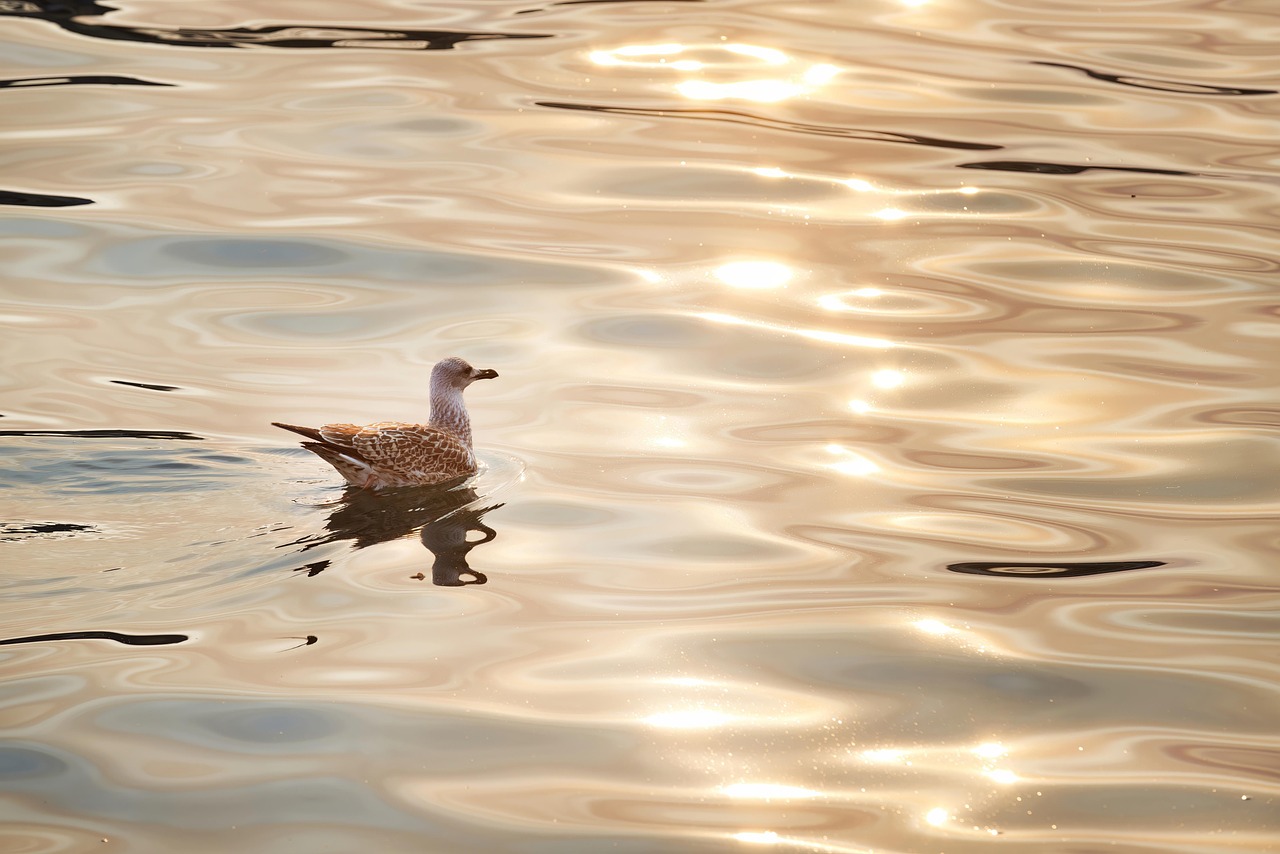 silvergull swimming on a lake